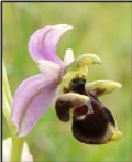 Ophrys scolopax subsp. cornuta
